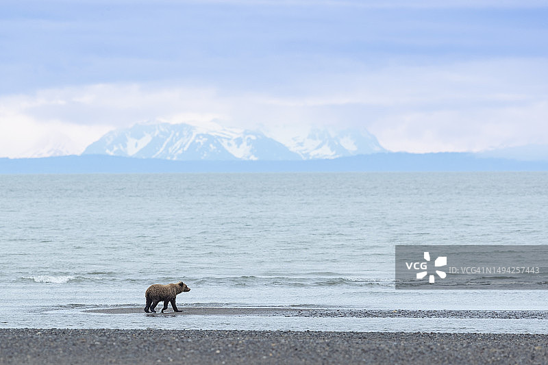 沙滩上的熊图片素材