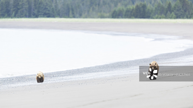 海滩上的熊图片素材