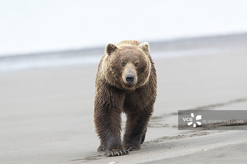 沙滩上的熊图片素材
