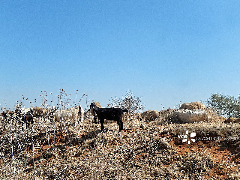 黑白山羊在Migdal Afeq/Migdal Tzedeq/Mirabel城堡遗址附近看向镜头图片素材