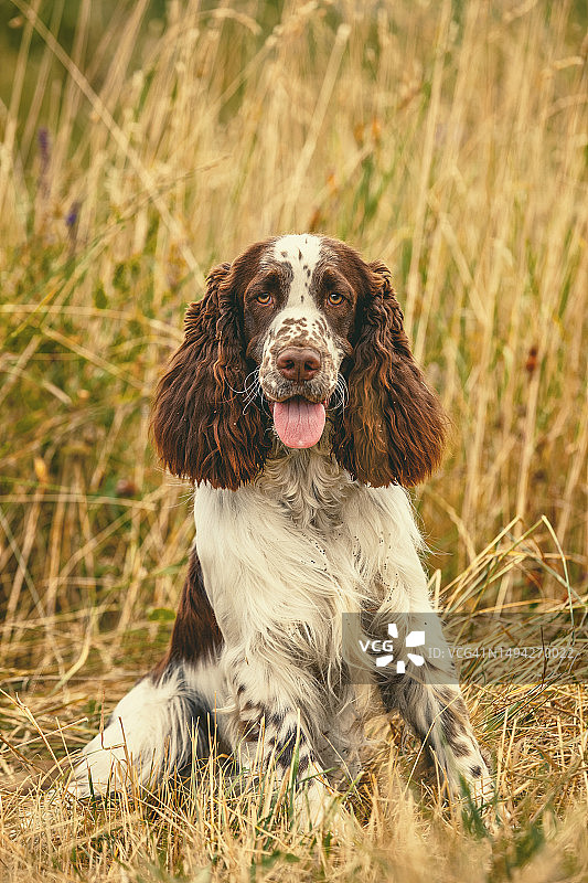 英国史宾格犬图片素材