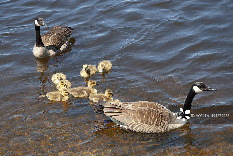 渥太华河上的鹅和幼鹅，春季，加拿大安大略省渥太华图片素材