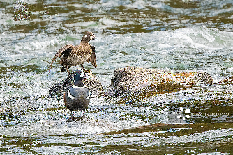 丑鸭在黄石生态系统急流中水下岩石上保持平衡，美国西部，北美图片素材