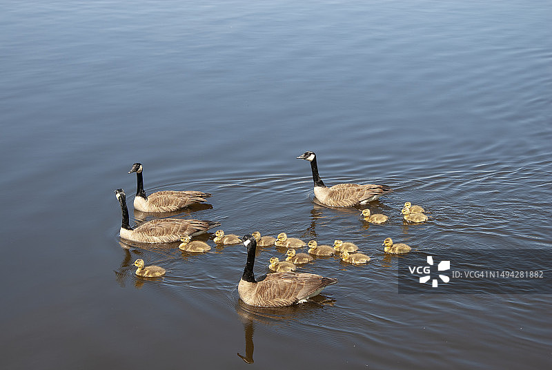 渥太华河上的鹅和幼鹅，春季，加拿大安大略省渥太华图片素材