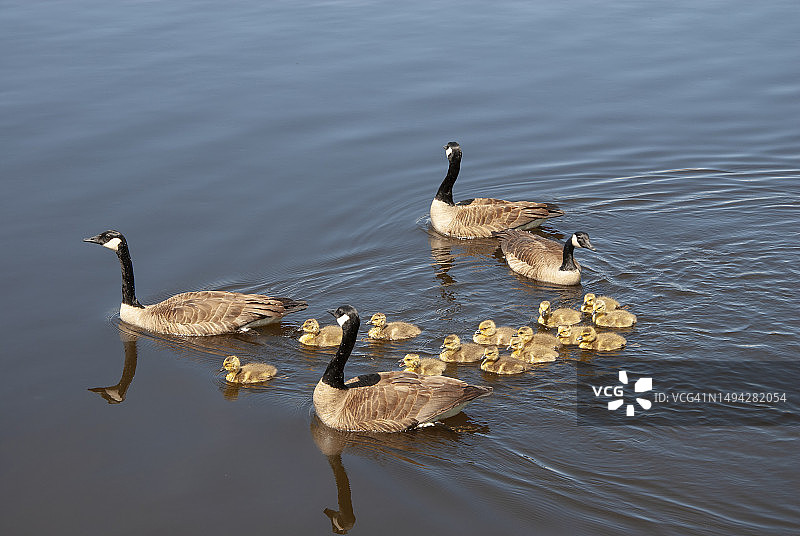 渥太华河上的鹅和幼鹅，春季，加拿大安大略省渥太华图片素材