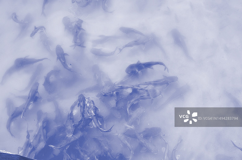 鲶鱼觅食图片素材