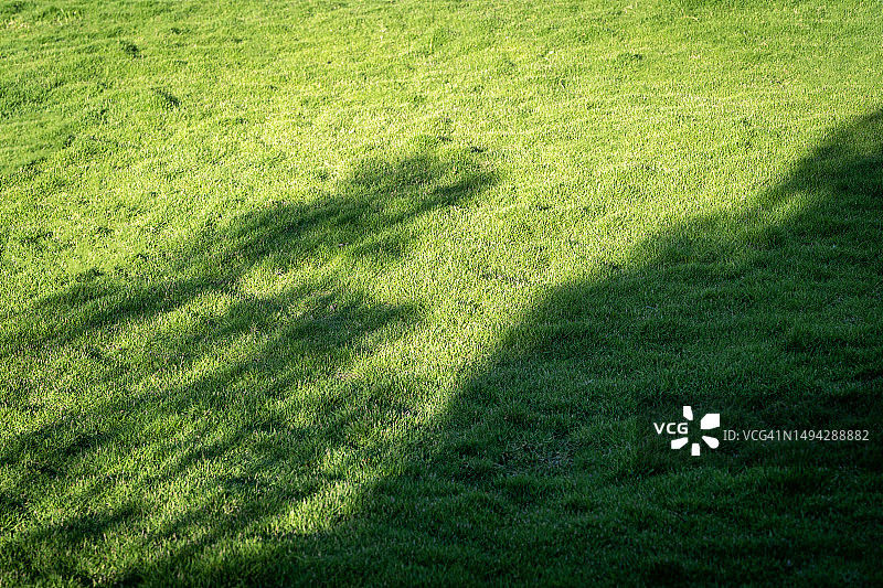 阳光下的草图片素材