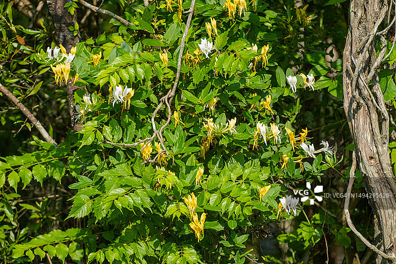忍冬属植物图片素材