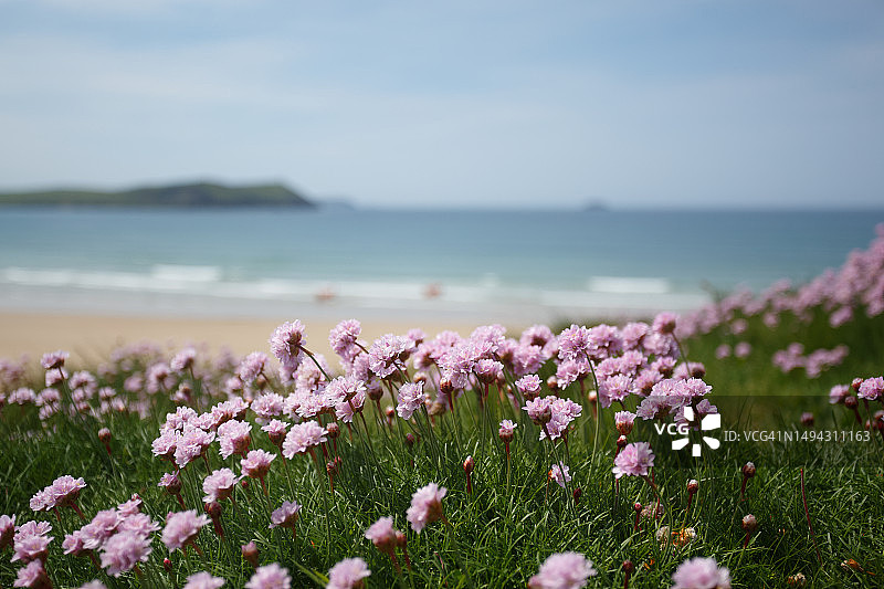 波尔泽思海滩的石砾花图片素材