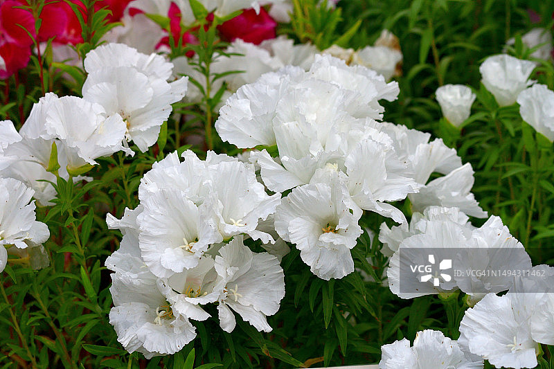 Godetia / Clarkia / Farewell-to-Spring：绚丽多彩的花朵图片素材