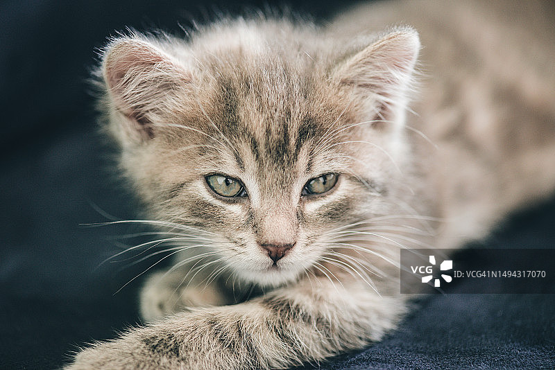 顽皮的幼年灰色虎斑猫躺在深蓝色沙发上——迷人的宠物摄影图片素材