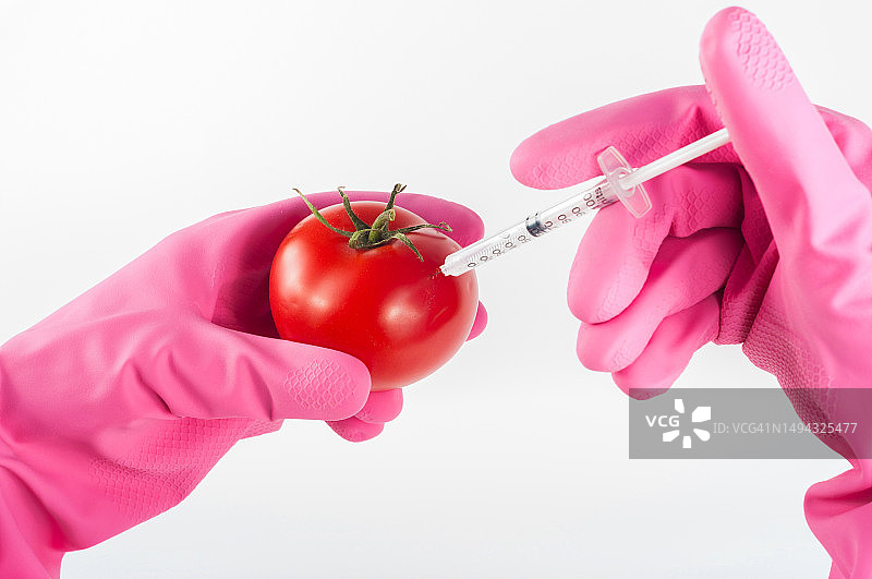 转基因番茄食品注射图片素材