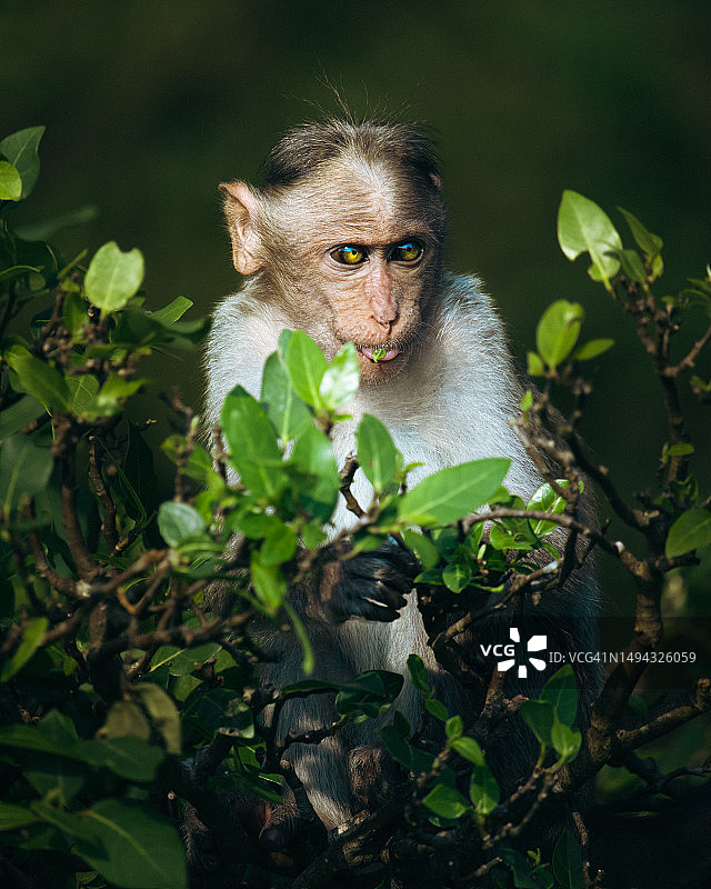 印度卡纳塔克邦阿古姆贝，坐在树上的猕猴肖像图片素材