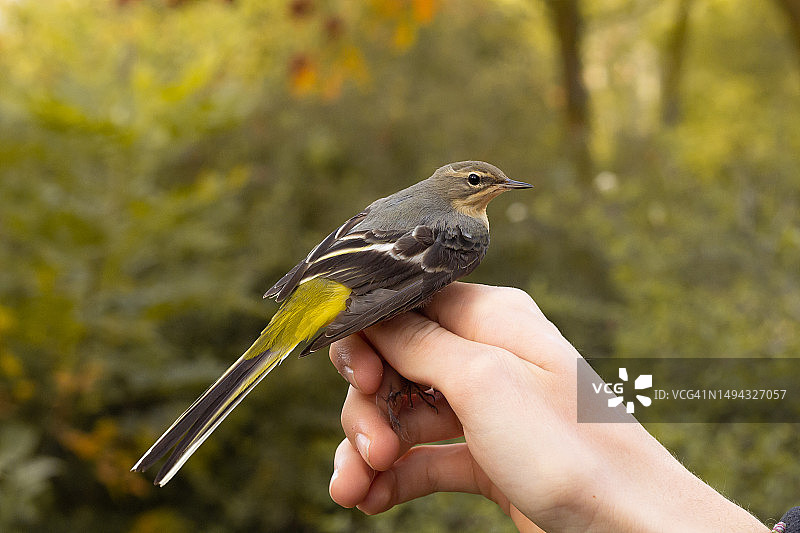 罗马尼亚灰鹡鸰图片素材