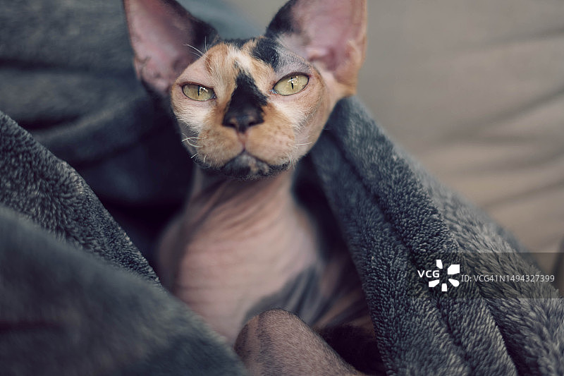 躺在床上休息的猫的肖像，美国，芝加哥，伊利诺伊州图片素材