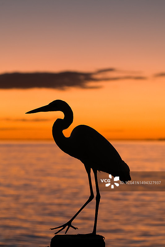 日落时分海滩岩石上栖息的苍鹭剪影，美国比尔巴格斯佛罗里达角州立公园图片素材