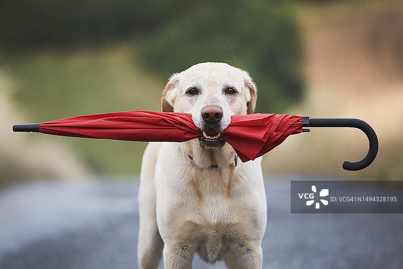 雨中叼伞的湿狗，捷克共和国图片素材