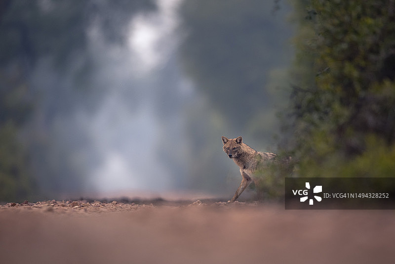 印度金豺，凯奥拉德奥国家公园，印度图片素材