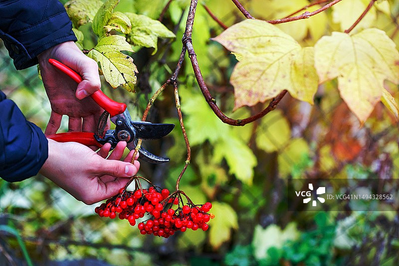 裁剪过的手在修剪植物图片素材