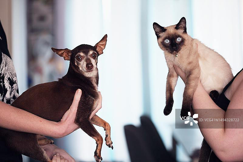 猫狗，印度尼西亚图片素材