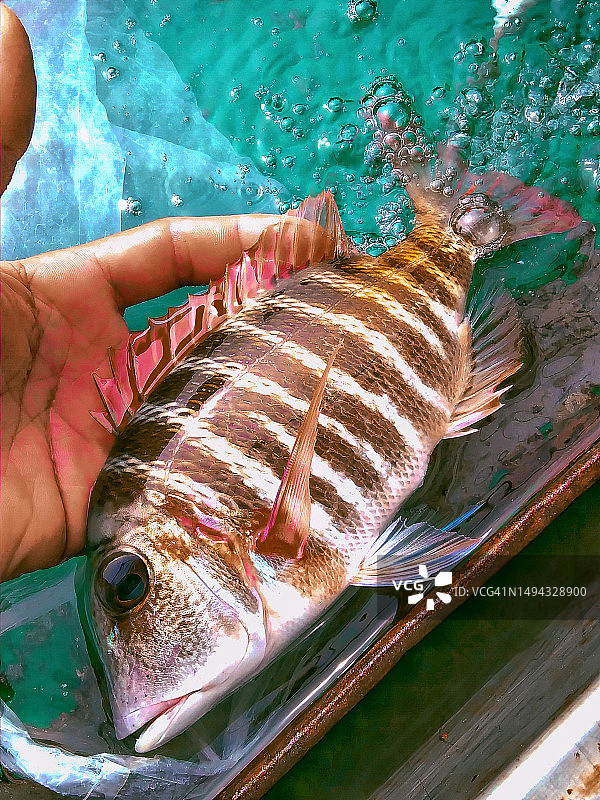 鱼，印度尼西亚图片素材