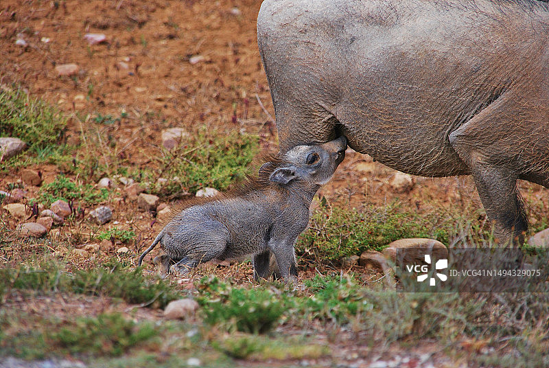 南非疣猪宝宝图片素材