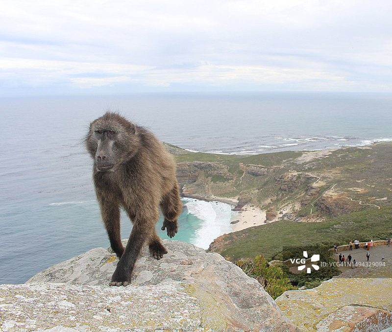 南非好望角的狒狒图片素材
