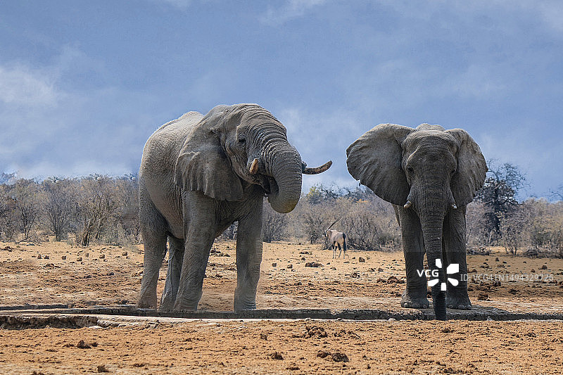 两头非洲沙漠象，印度尼西亚图片素材