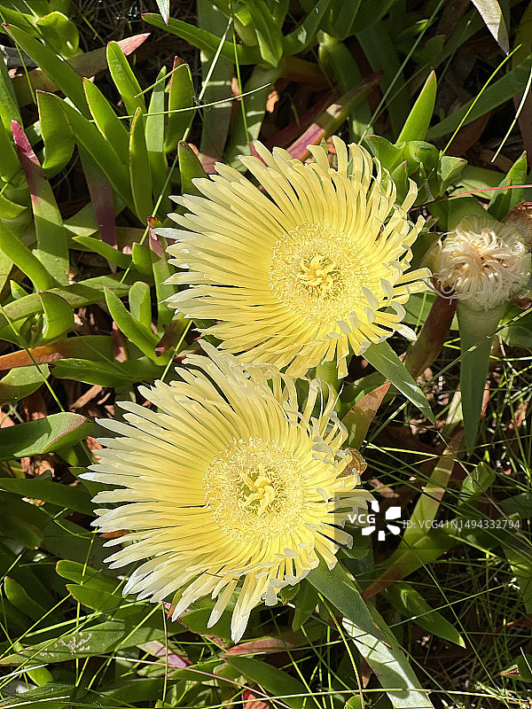 盛开的黄花松叶菊（Edulis）植物特写图片素材