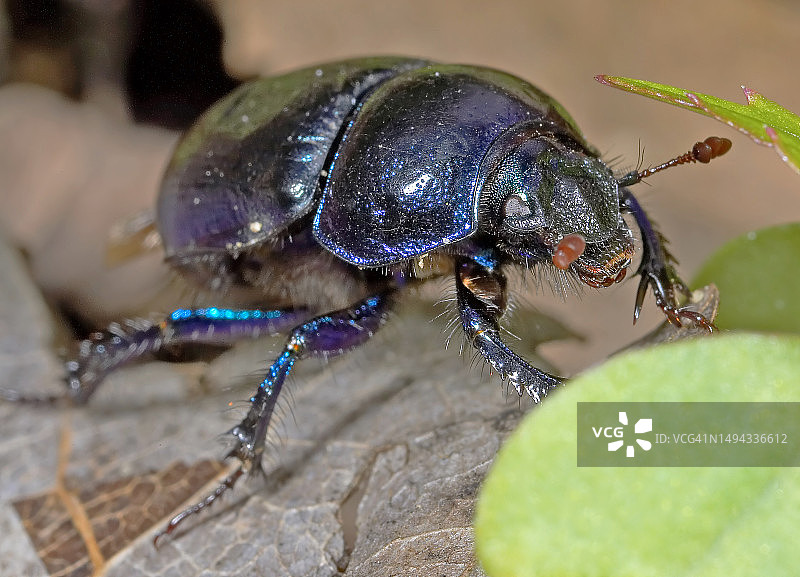 黑色昆虫图片素材