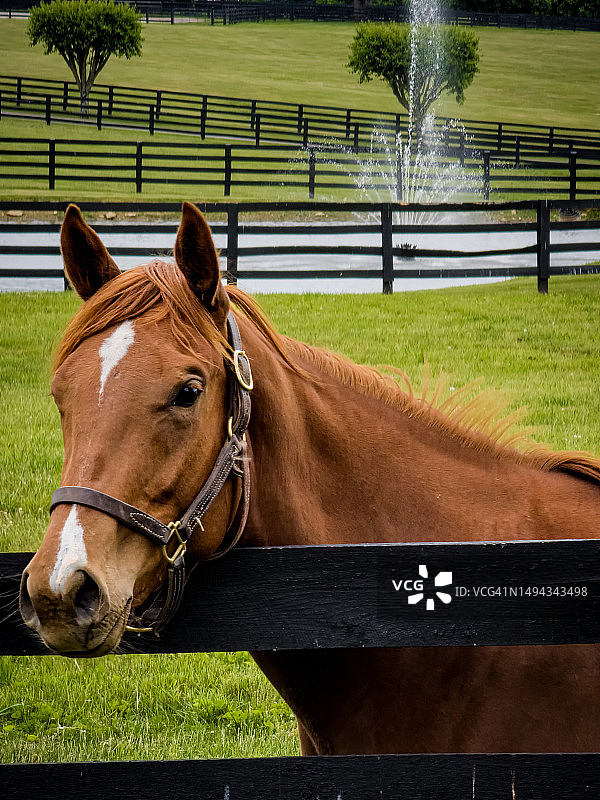 摆姿势的马和喷泉图片素材