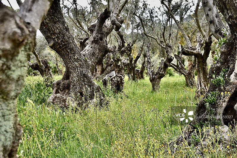 橄榄园图片素材