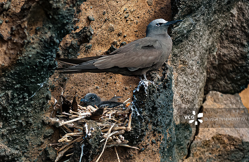 褐燕鸥鸟巢与雏鸟图片素材