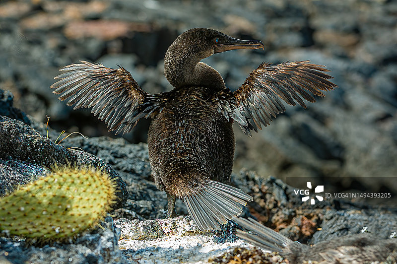 加拉帕戈斯群岛上的鸬鹚图片素材