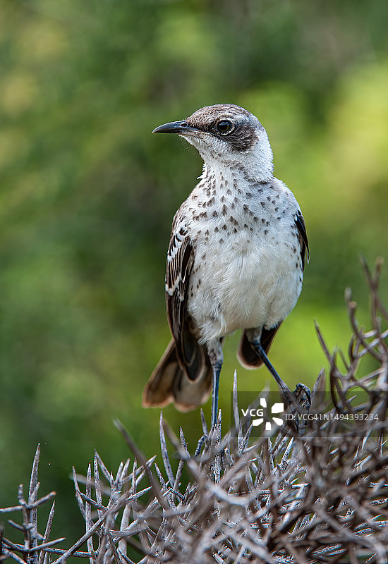 加拉帕戈斯嘲鸫图片素材