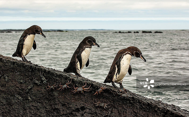 加拉帕戈斯企鹅 (Spheniscus mendiculus) 是一种厄瓜多尔加拉帕戈斯群岛特有的企鹅。 它是赤道以北发现的唯一企鹅。 大部分栖息在费尔南迪纳岛和伊莎贝拉岛西海岸。 厄瓜多尔；加拉帕戈斯群岛； 加尔各答图片素材