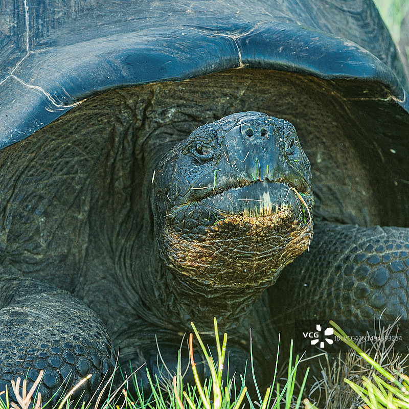 加拉帕戈斯象龟，在乌尔比纳湾，伊莎贝拉岛，加拉帕格斯群岛，厄瓜多尔图片素材