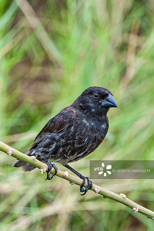 达尔文地雀图片素材