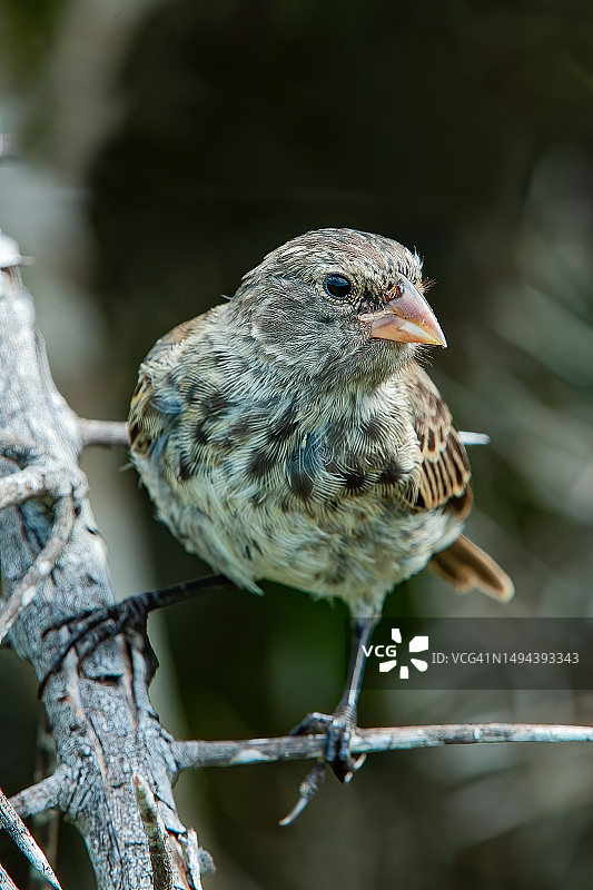 加拉帕戈斯群岛伊莎贝拉岛乌尔比纳湾的小地雀图片素材