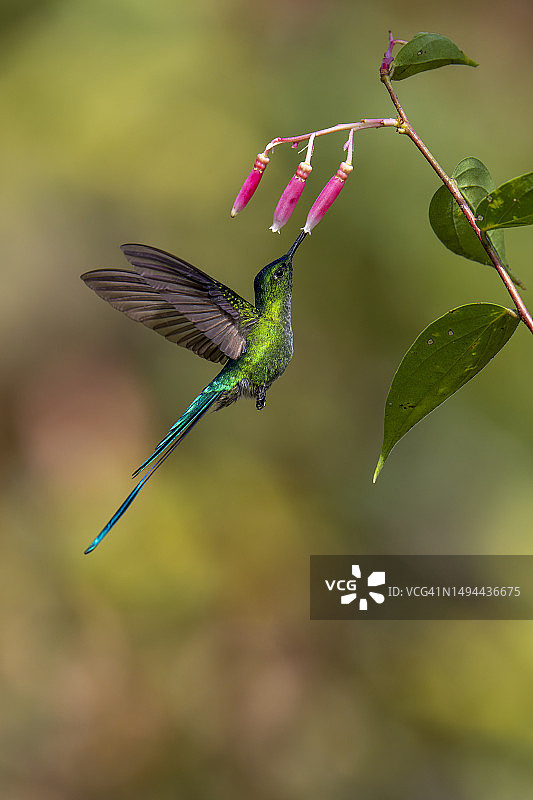长尾风神蜂鸟图片素材