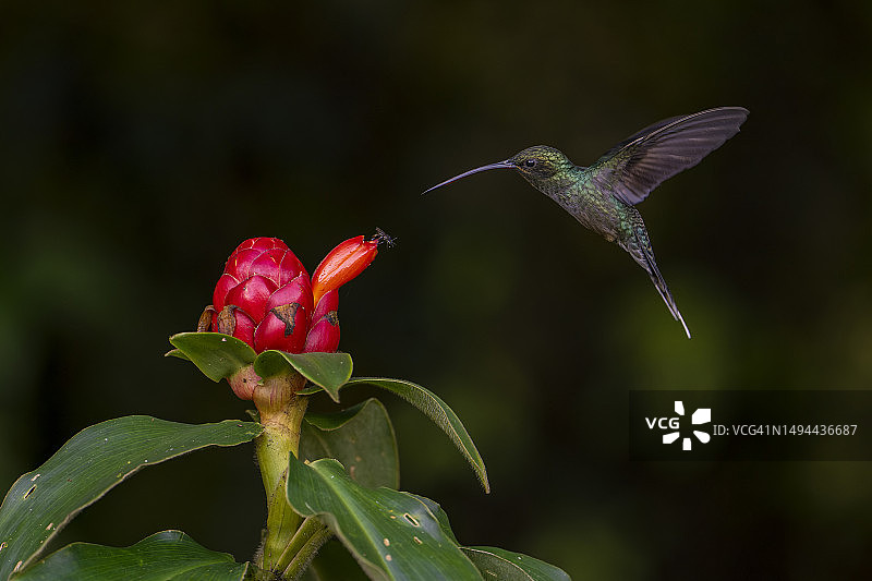 绿色隐士图片素材