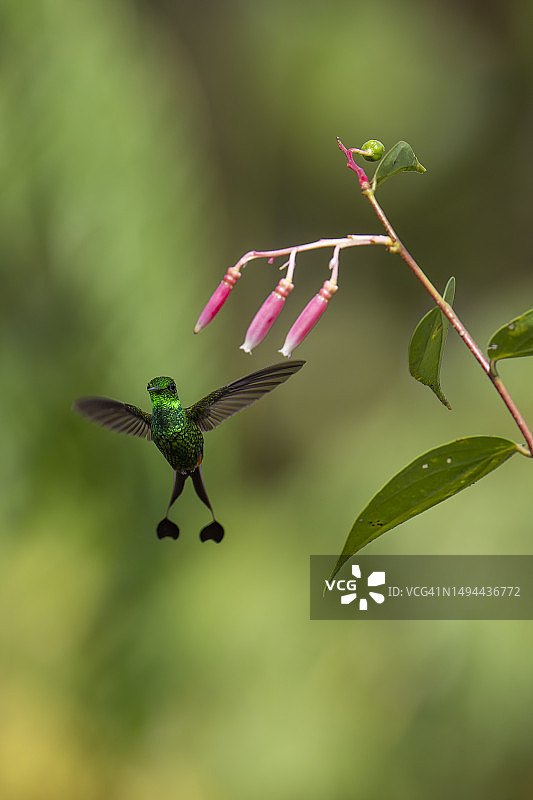 秘鲁鹊尾蜂鸟图片素材