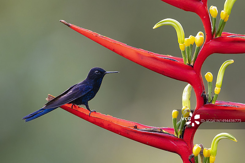 皇家蜂鸟图片素材