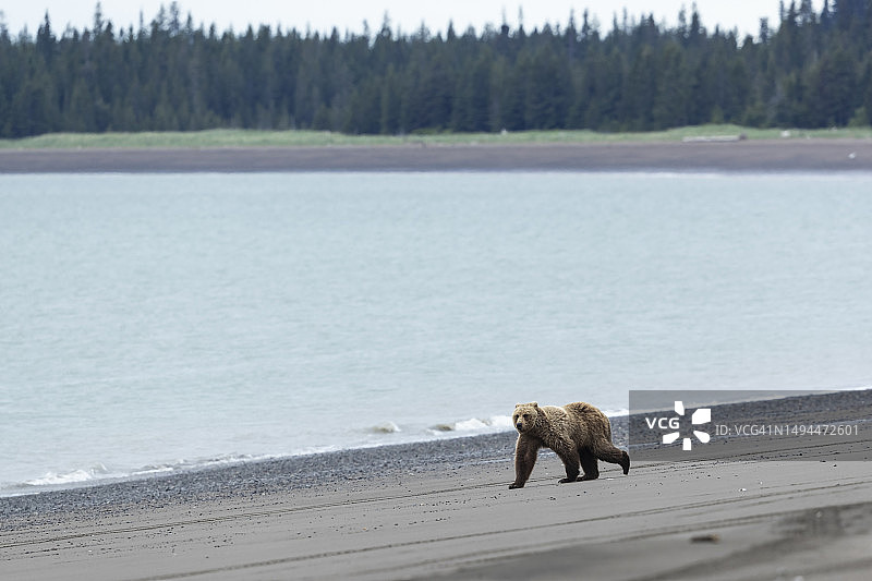 沙滩上的熊图片素材