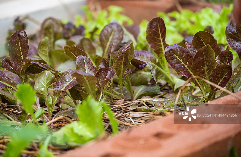 农场种植的红橡树生菜图片素材