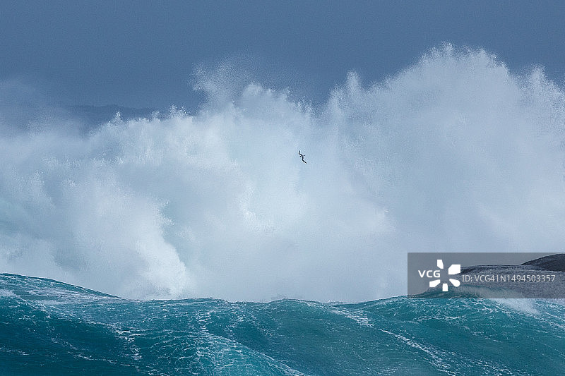 海鸟在巨浪前飞翔：澳大利亚南部海岸的极端风暴天气图片素材