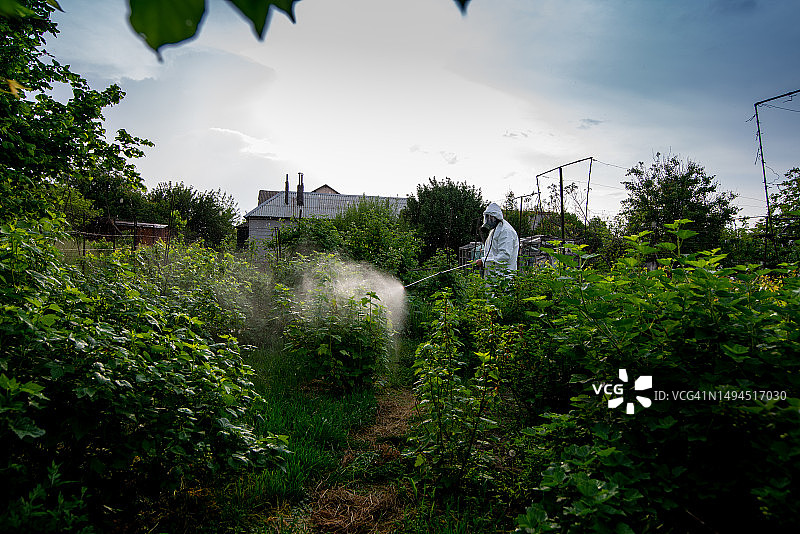 用喷雾器喷洒农药图片素材