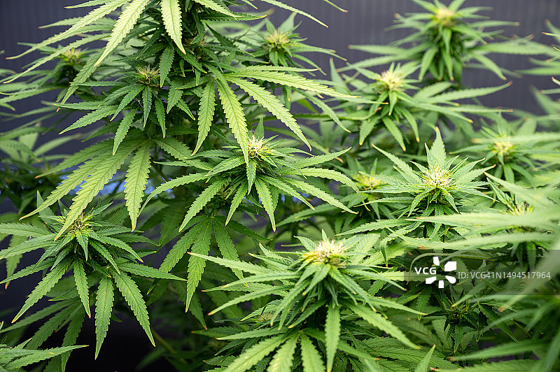 高品质大麻特写：实验室中的医用大麻图片素材