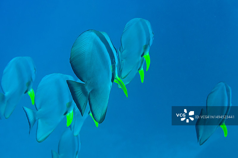 泰国安达曼海域水下成群的蝙蝠鱼图片素材