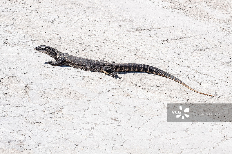 在道路上的巨蜥，艾尔半岛，南澳大利亚图片素材